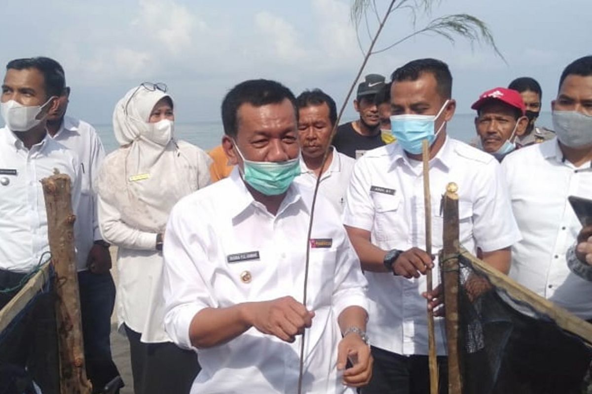 Untuk ini, KKP tanam ribuan batang pohon cemara di Pesisir Selatan