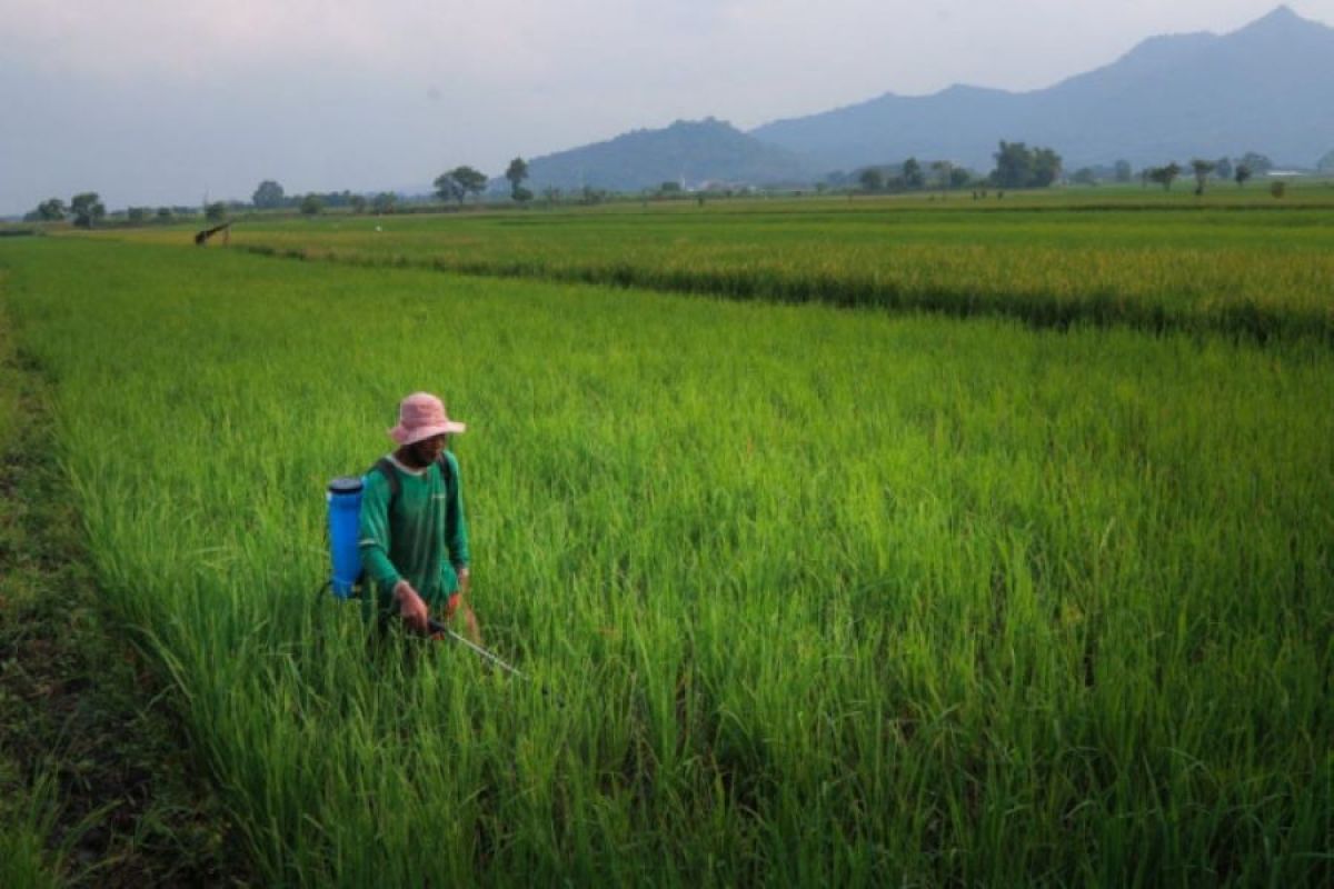 Pelatihan Sejuta Petani dan Penyuluh ditunda, 