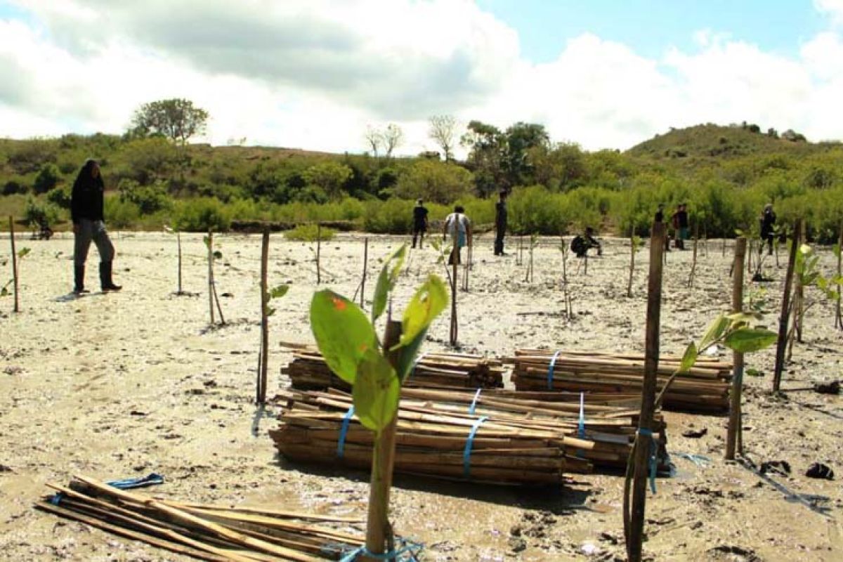 Traveloka to plant 10,000 mangrove seedlings in Mandalika, Lombok