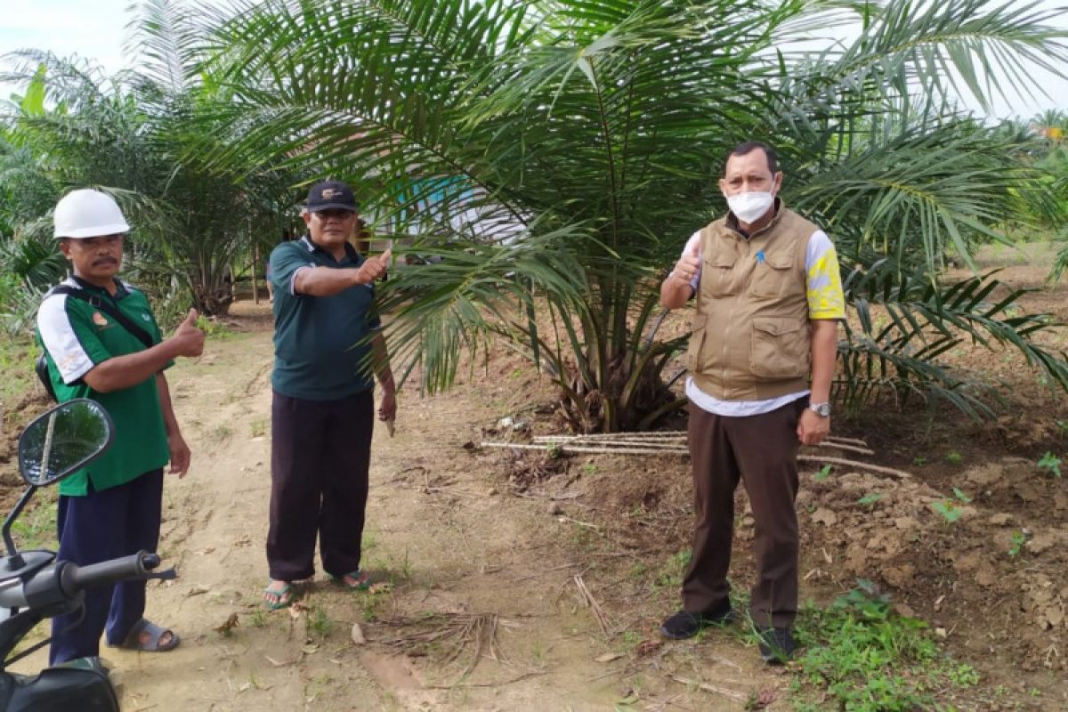 Petani Paser mulai rasakan manfaat program replanting