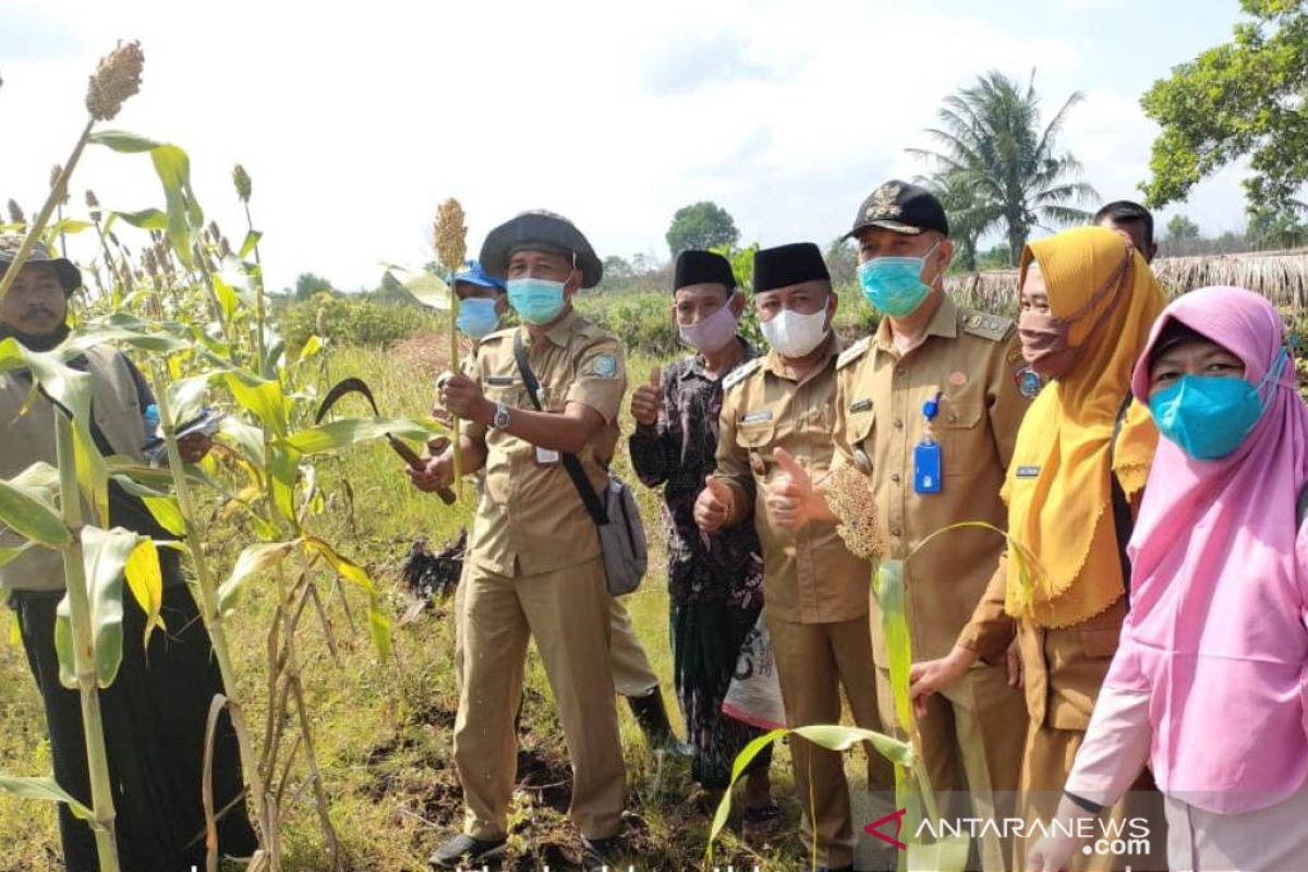 Kalbar siapkan 100 hektare sorghum di Kabupaten Mempawah