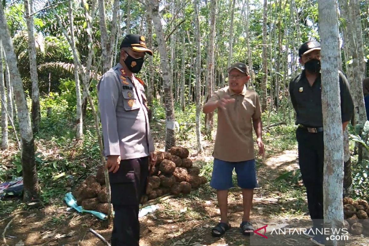 Polres Merangin fasilitasi warga tanam porang bantu ekonomi warga