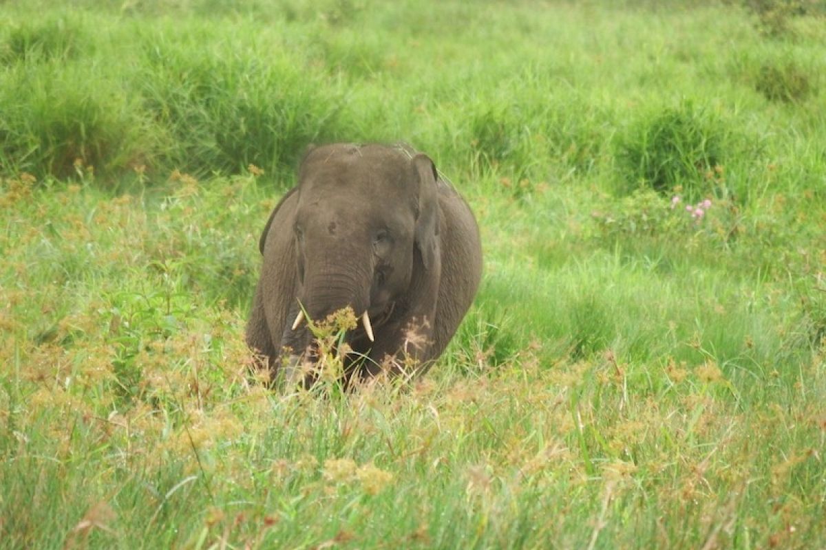 50 ekor gajah di SM Padang Sugihan Kabupaten OKI selamat dari karhutla