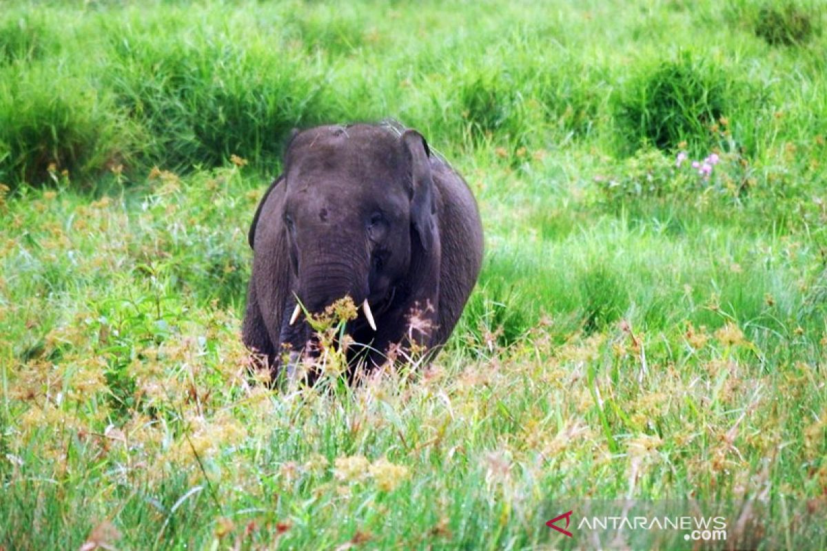 50 gajah di SM Padang Sugihan Kabupaten OKI selamat dari karhutla