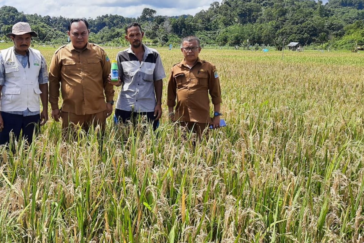 Petani Aceh Jaya dipaksa panen lebih awal, ini penyebabnya