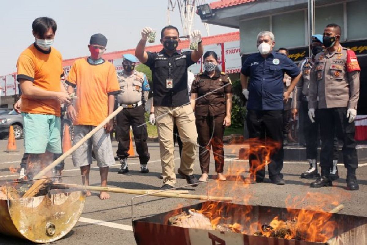 Polrestro Tangerang Kota  musnahkan 64 kilogram ganja hasil tangkapan