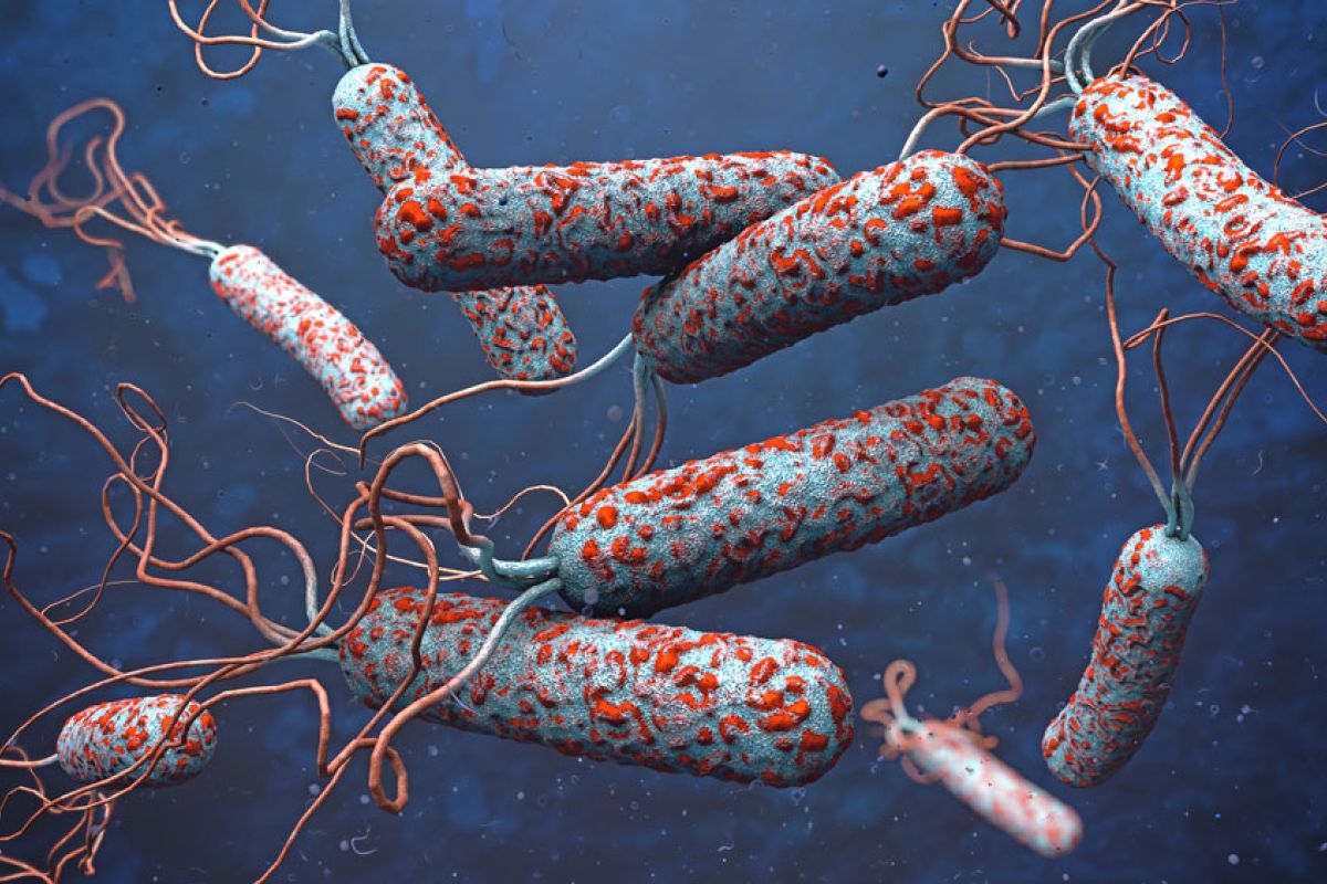 12 orang meninggal akibat wabah kolera di Niger