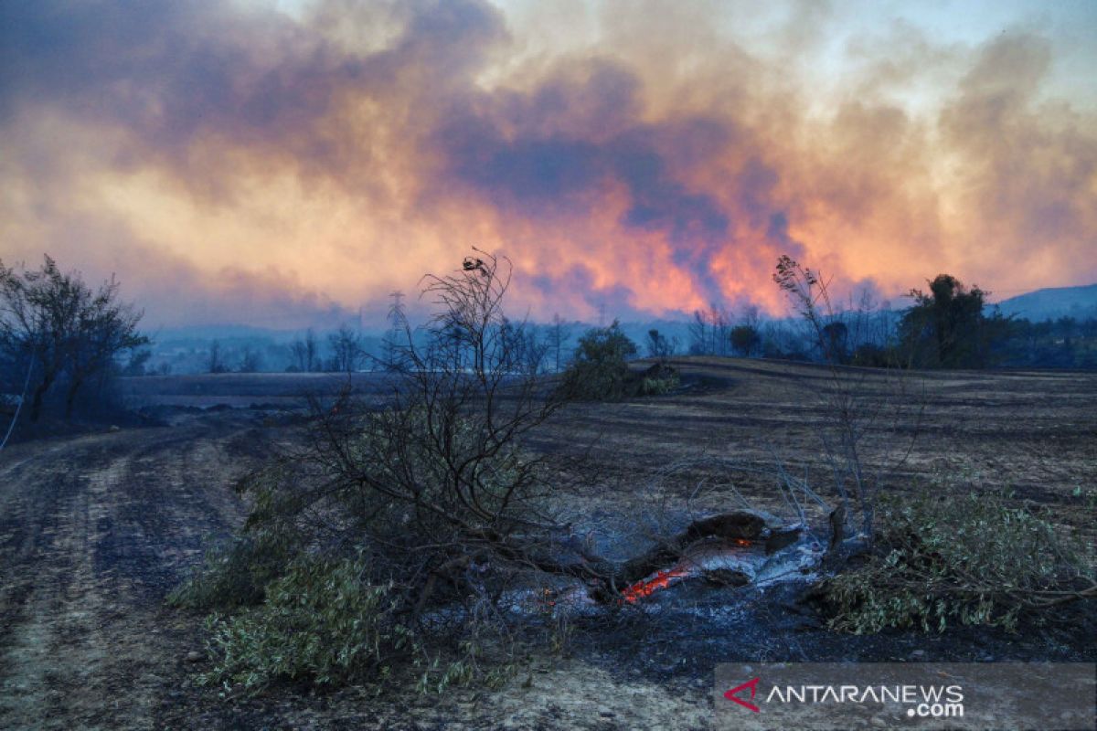 KBRI: Tidak ada WNI jadi korban kebakaran hutan di Turki