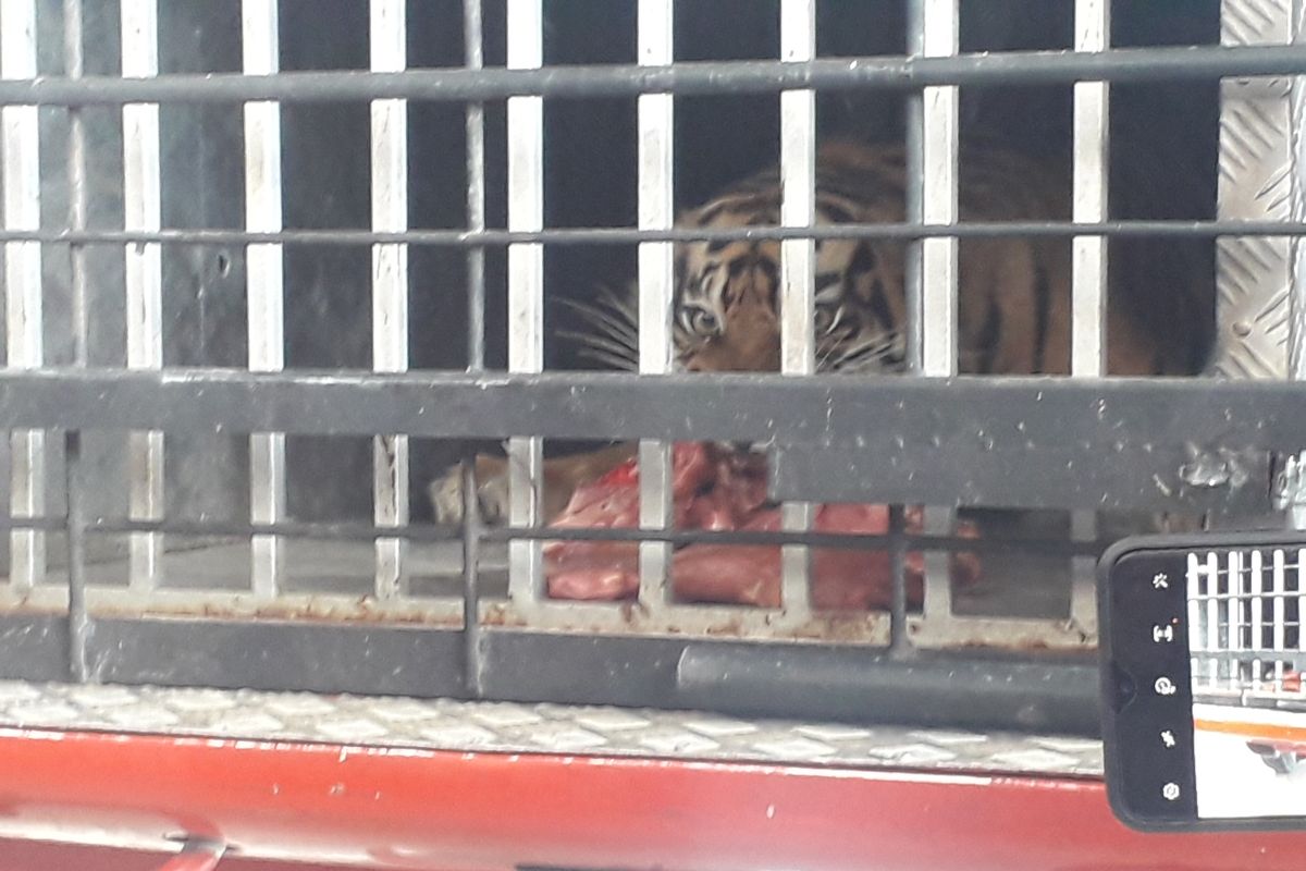 BKSDA Sumbar-Pemkab Pasbar lepasliarkan Harimau Sumatera ke hutan lindung Pasaman Raya (Video)