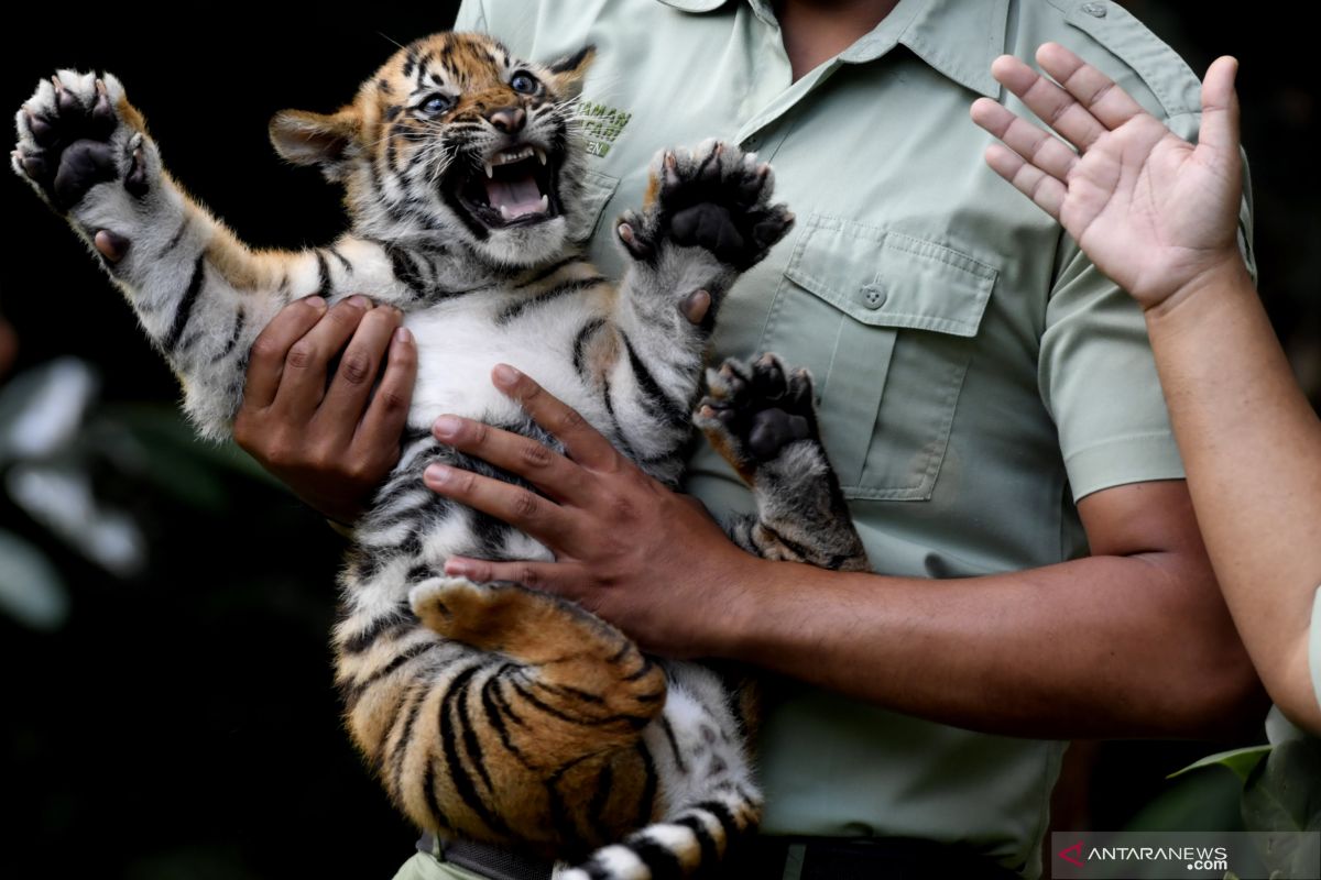 Bayi Harimau Sumatera Taman Safari Prigen