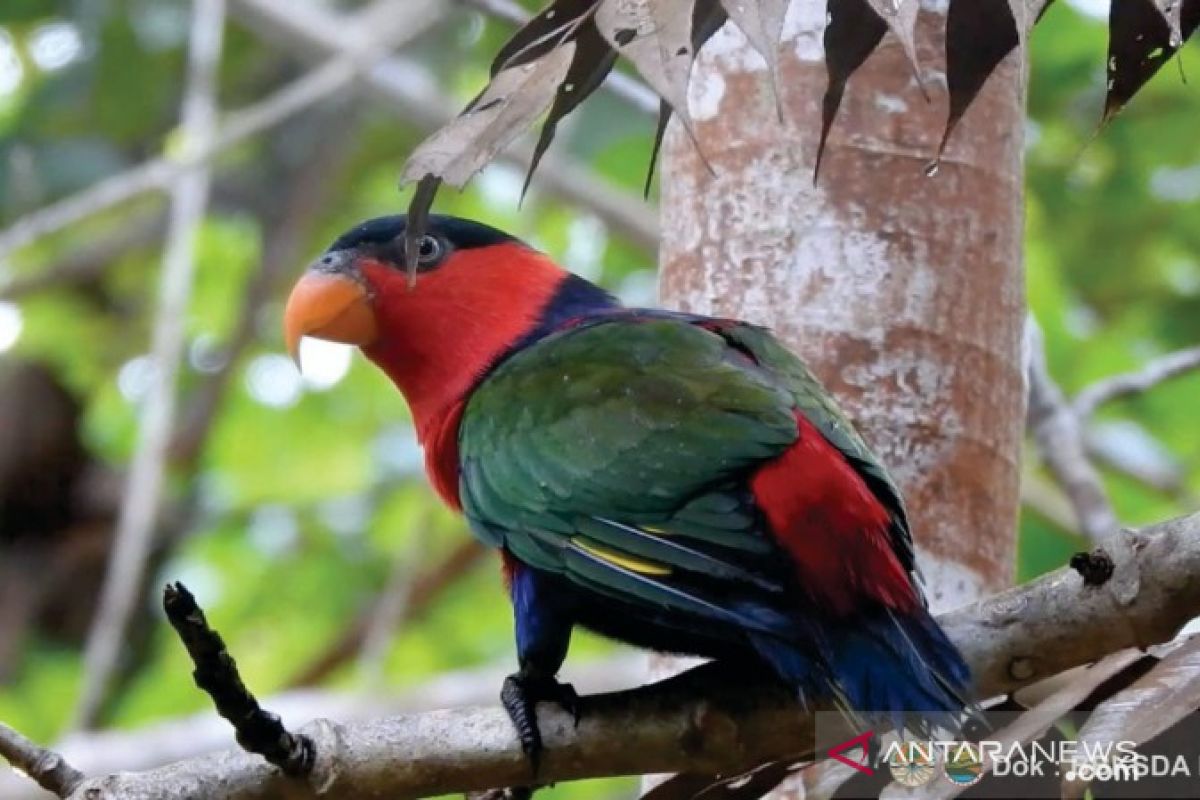 BBKSDA Papua lepasliarkan 76 satwa endemik di hutan adat Isyo
