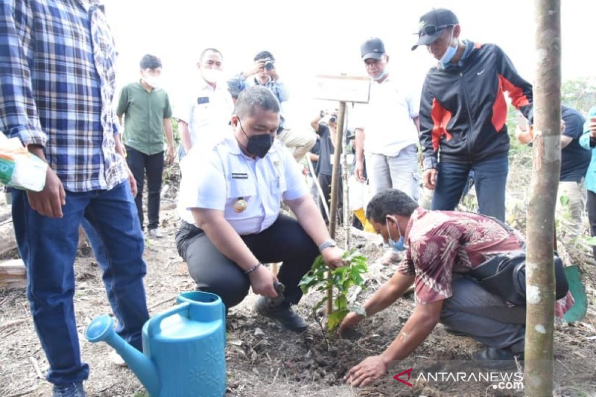 Bangkitkan ekonomi, MPIG Tapsel dorong petani bangun demplot kopi