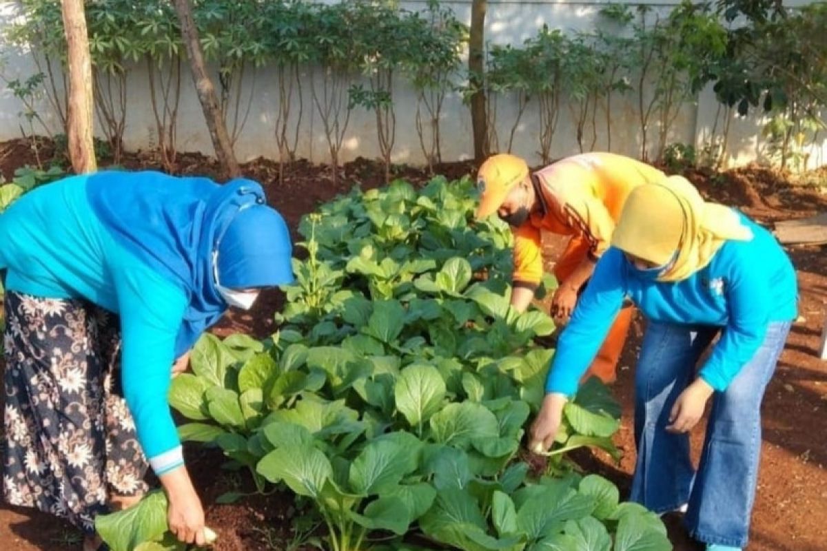 PKK Cilangkap beri pasien isoman sayuran hasil pertanian kota