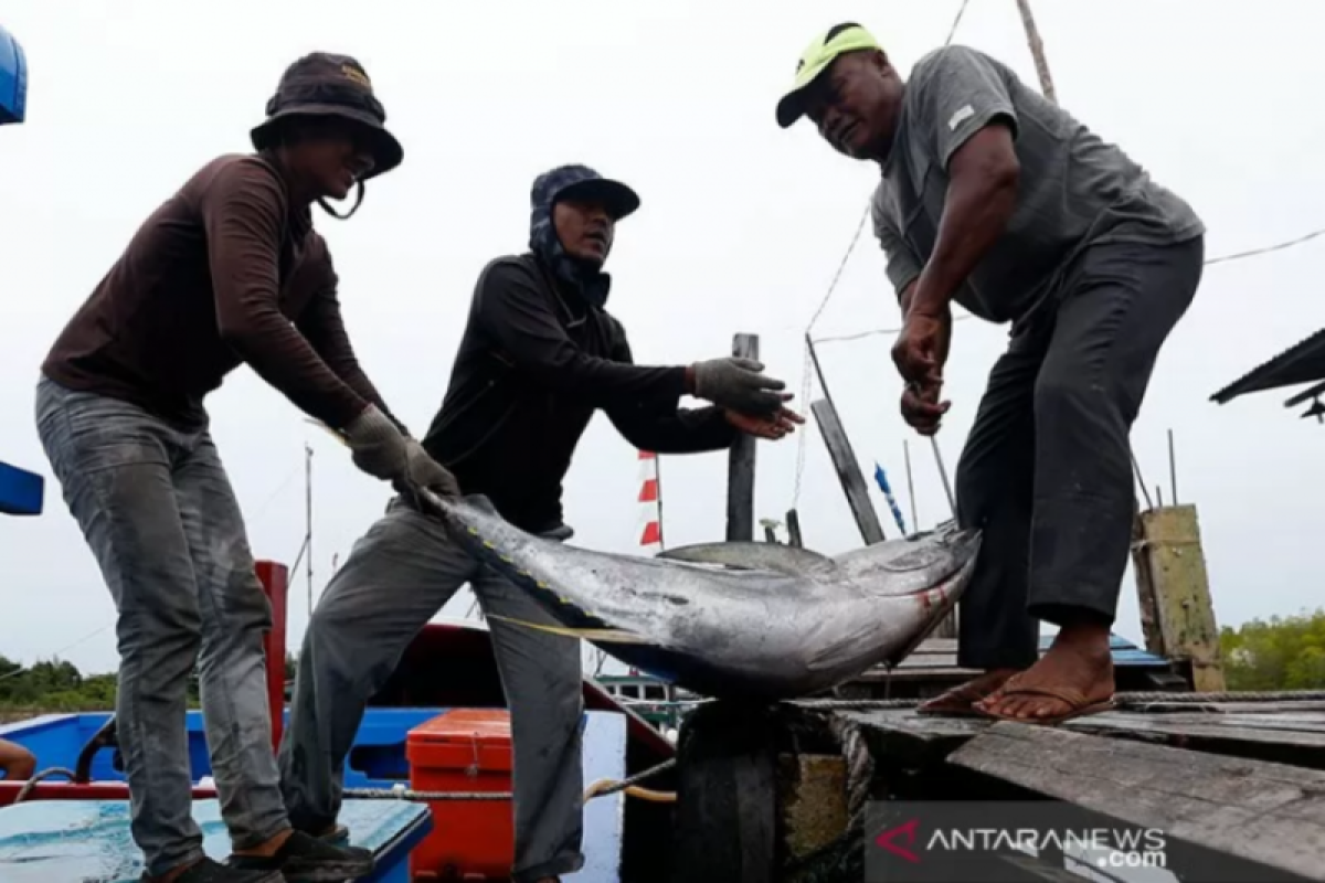 DKP Baubau: Hasil tangkapan ikan nelayan melimpah capai 10 ton/bulan