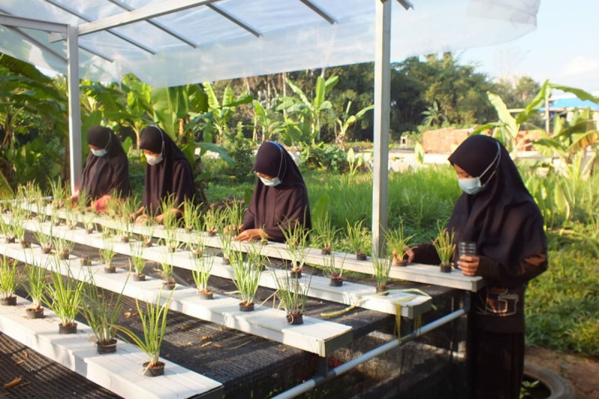 UNS kembangkan pertanian urban untuk angkat perekonomian masyarakat