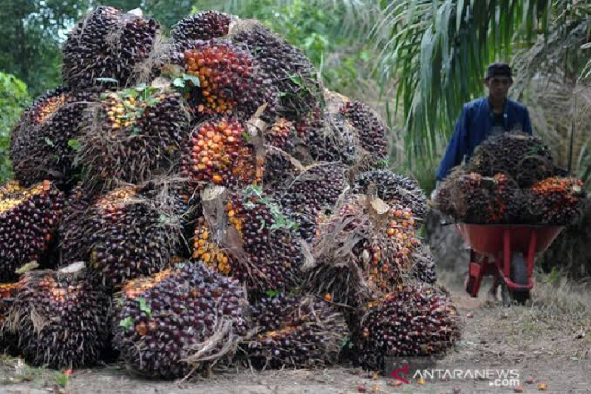 Gapki sarankan petani sawit non swadaya Aceh gunakan bibit bersertifikat