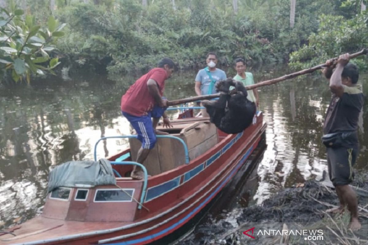 Polres Inhil serahkan beruang madu ke BKSDA Riau