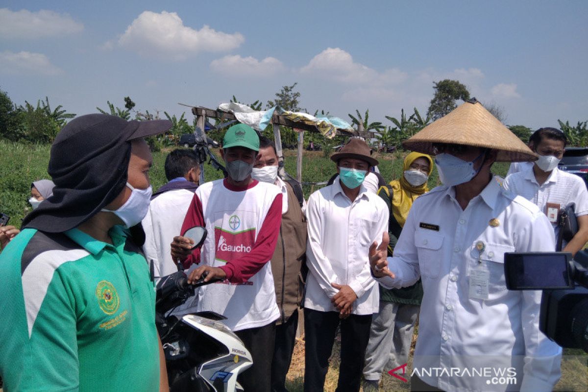 Pemkab Kudus siap fasilitasi petani cabai dengan harga jual wajar