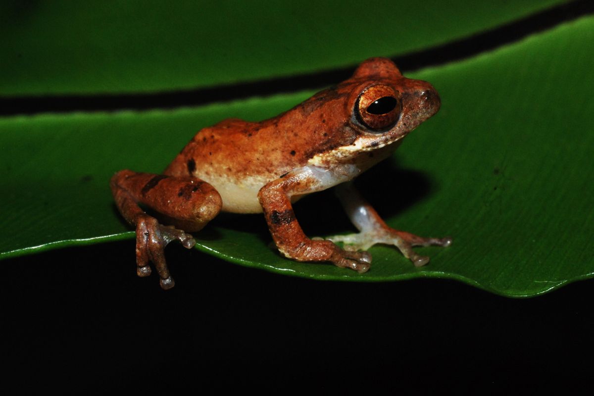 Spesies baru katak-pucat pantaiselatan ditemukan di hutan Garut