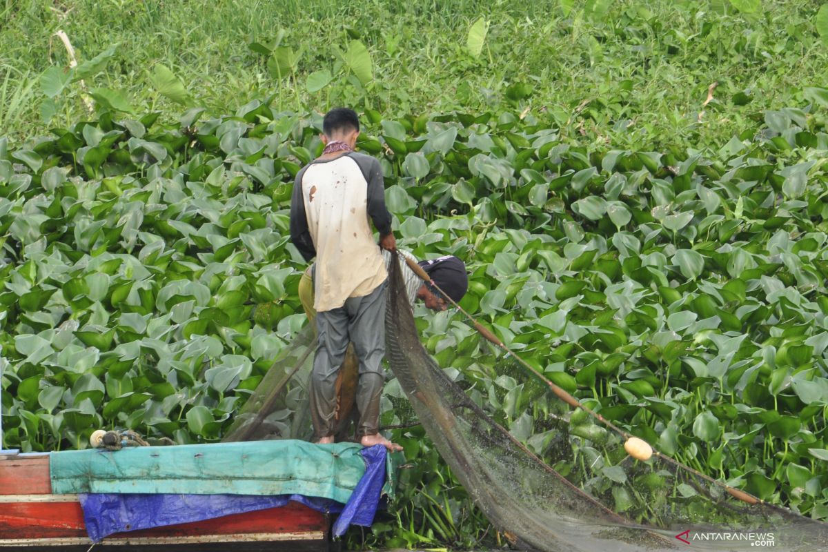 Pemprov Sumsel canangkan  rehabilitasi 750 hektare hutan mangrove