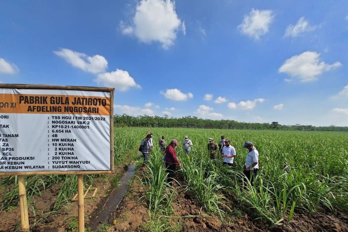 Produktivitas PTPN XI semester I/2021 naik dibanding tahun 2020