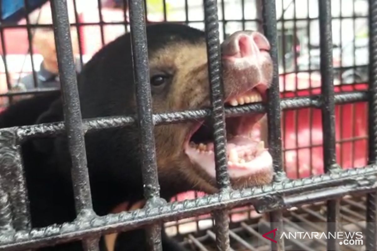 Beruang madu terperangkap jerat babi di Mandah dievakuasi petugas