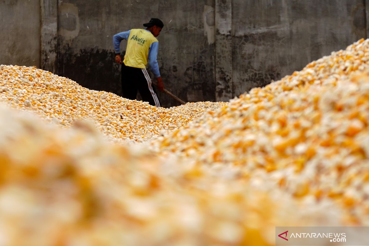 Pinsar harap kementerian kawal arahan Presiden turunkan harga jagung