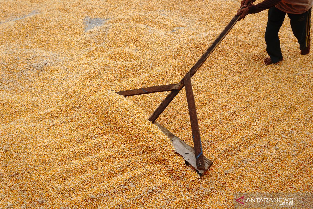 Peneliti sebut impor jagung bisa stabilkan harga pakan ternak