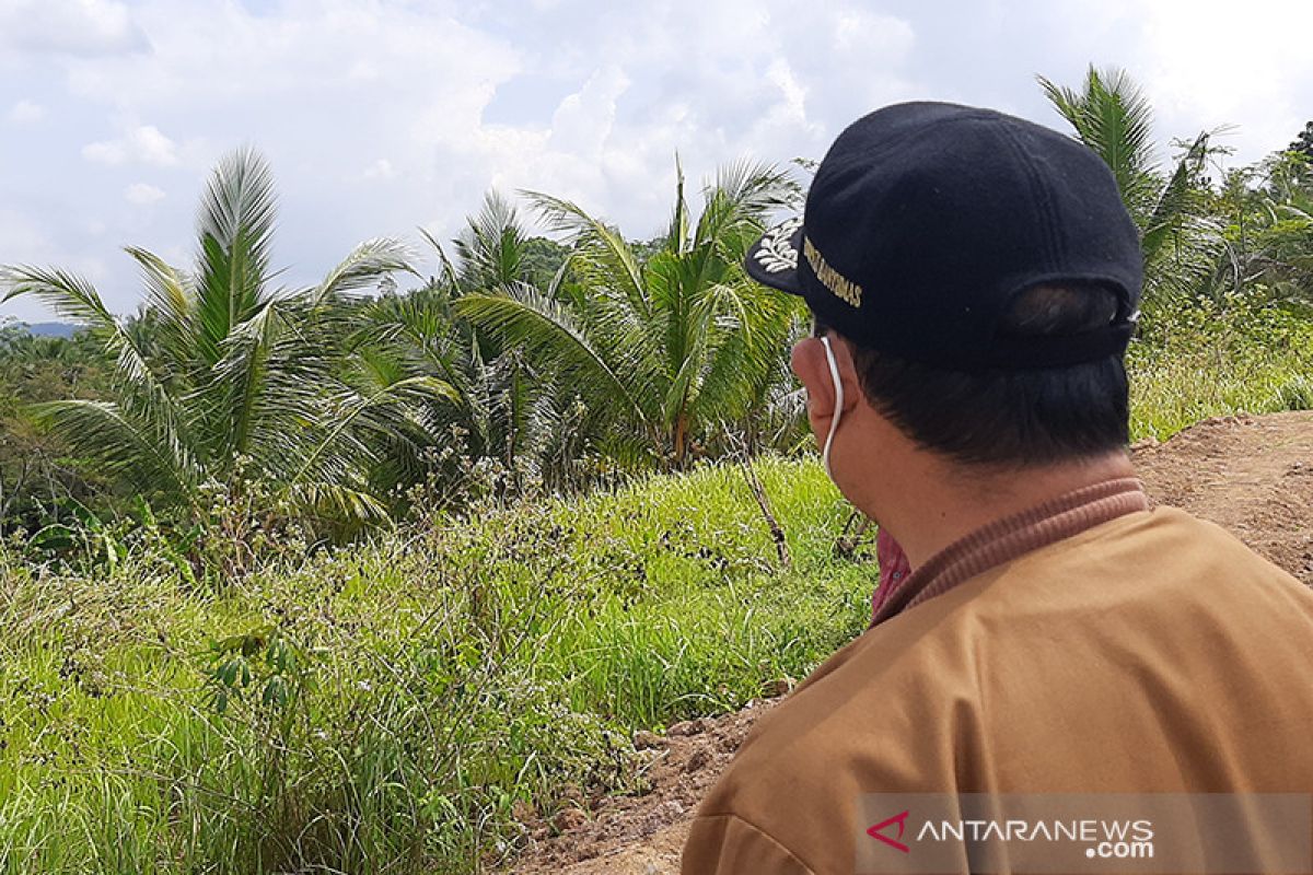 Banyumas siapkan peremajaan pohon kelapa penghasil nira