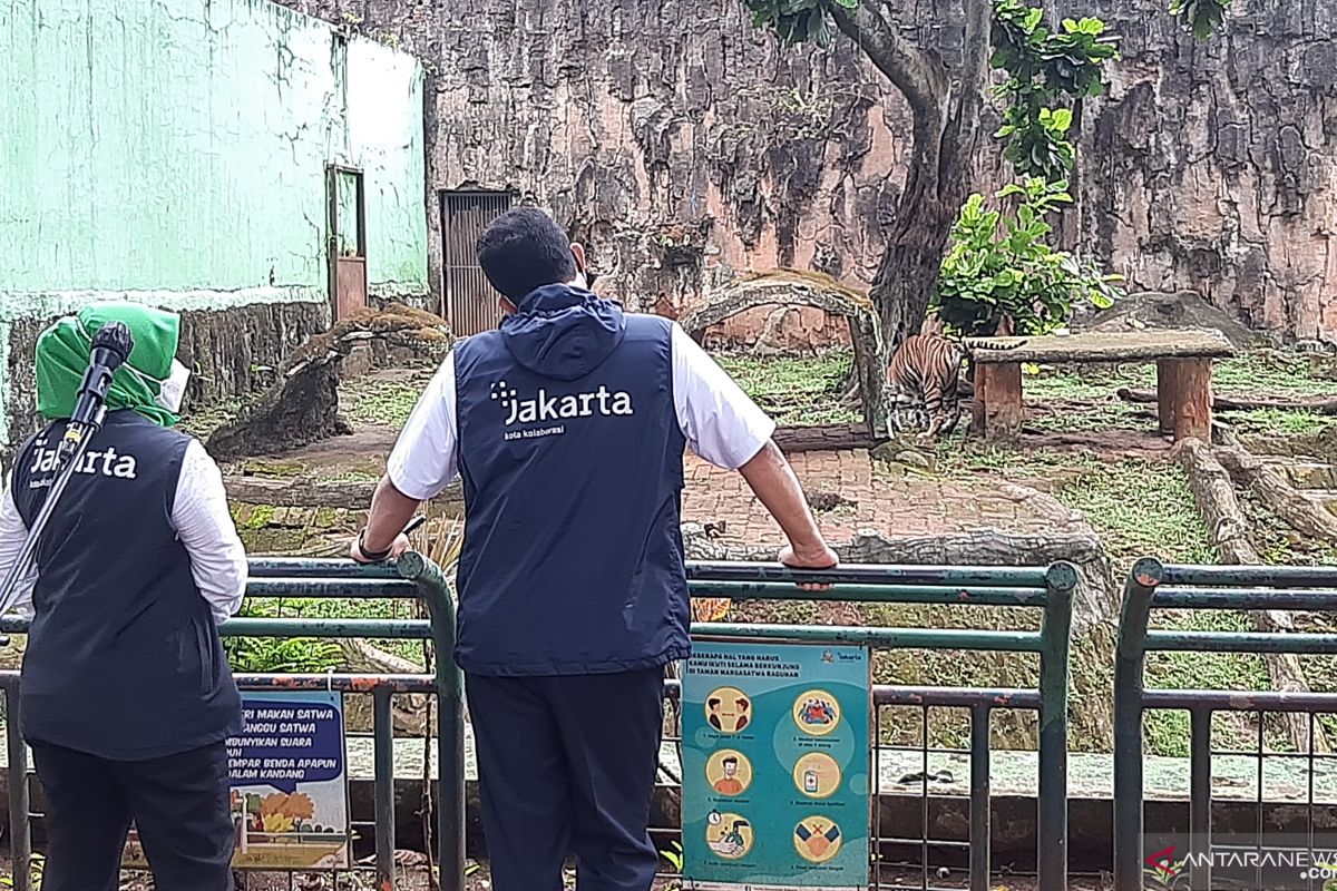 Dua harimau terpapar COVID-19, begini penjelasan pengelola Ragunan