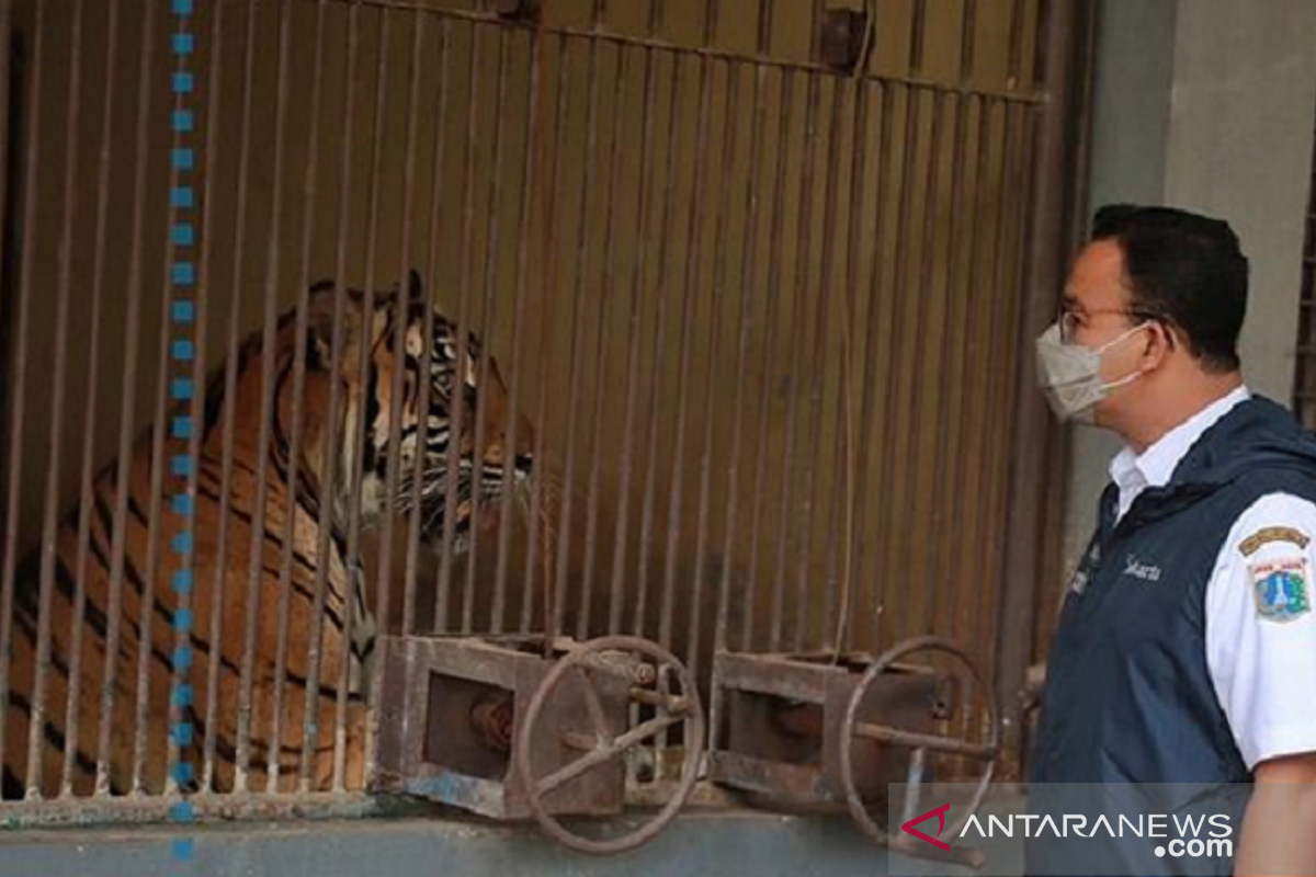 Anies kunjungi "pasien" di Ragunan yang sempat terpapar COVID-19