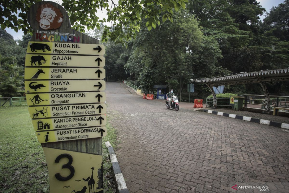 Pembukaan kembali Ragunan tunggu keputusan Pemprov DKI Jakarta