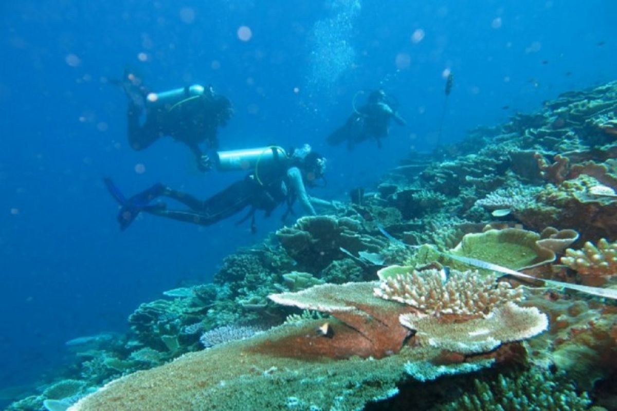 Sebanyak 185 karang hias sitaan dilepasliarkan di Lombok Barat NTB
