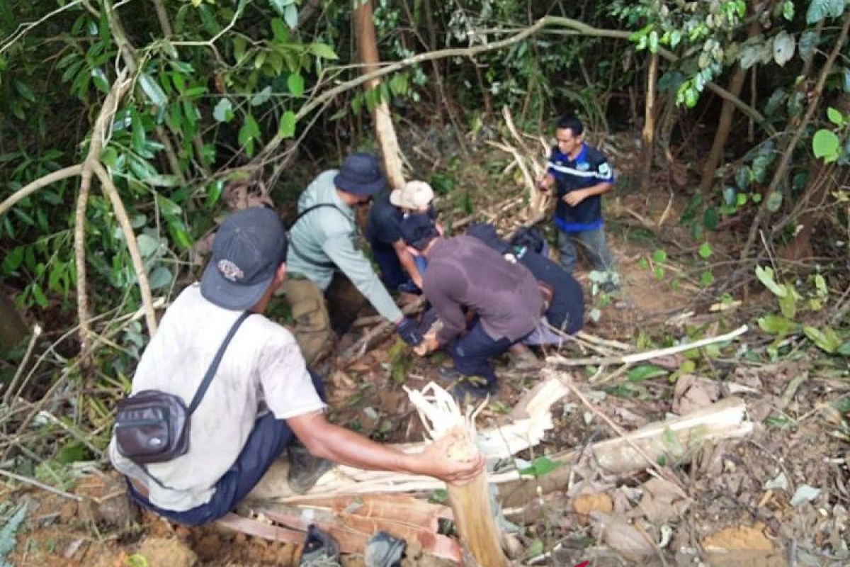Beruang madu di Riau yang terjerat tali nilon dilepasliarkan