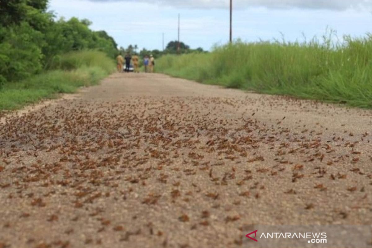 Locust swarms continue to plague Southwest Sumba villages