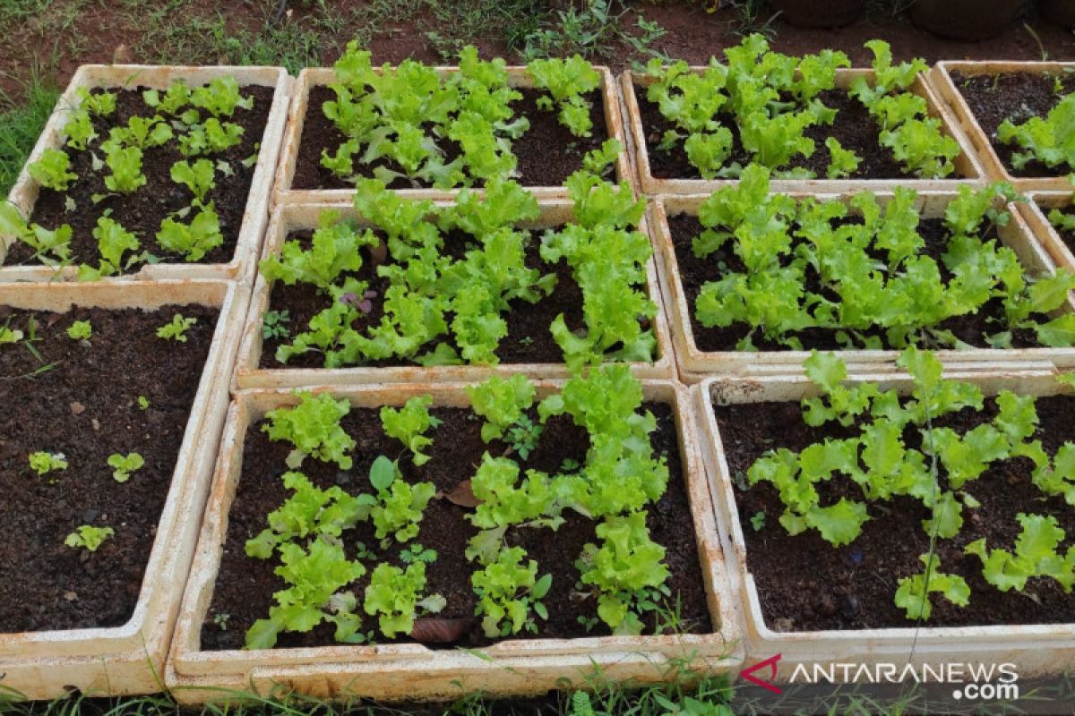 Kelurahan Cilandak Barat ubah "styrofoam" jadi media menanam sayur