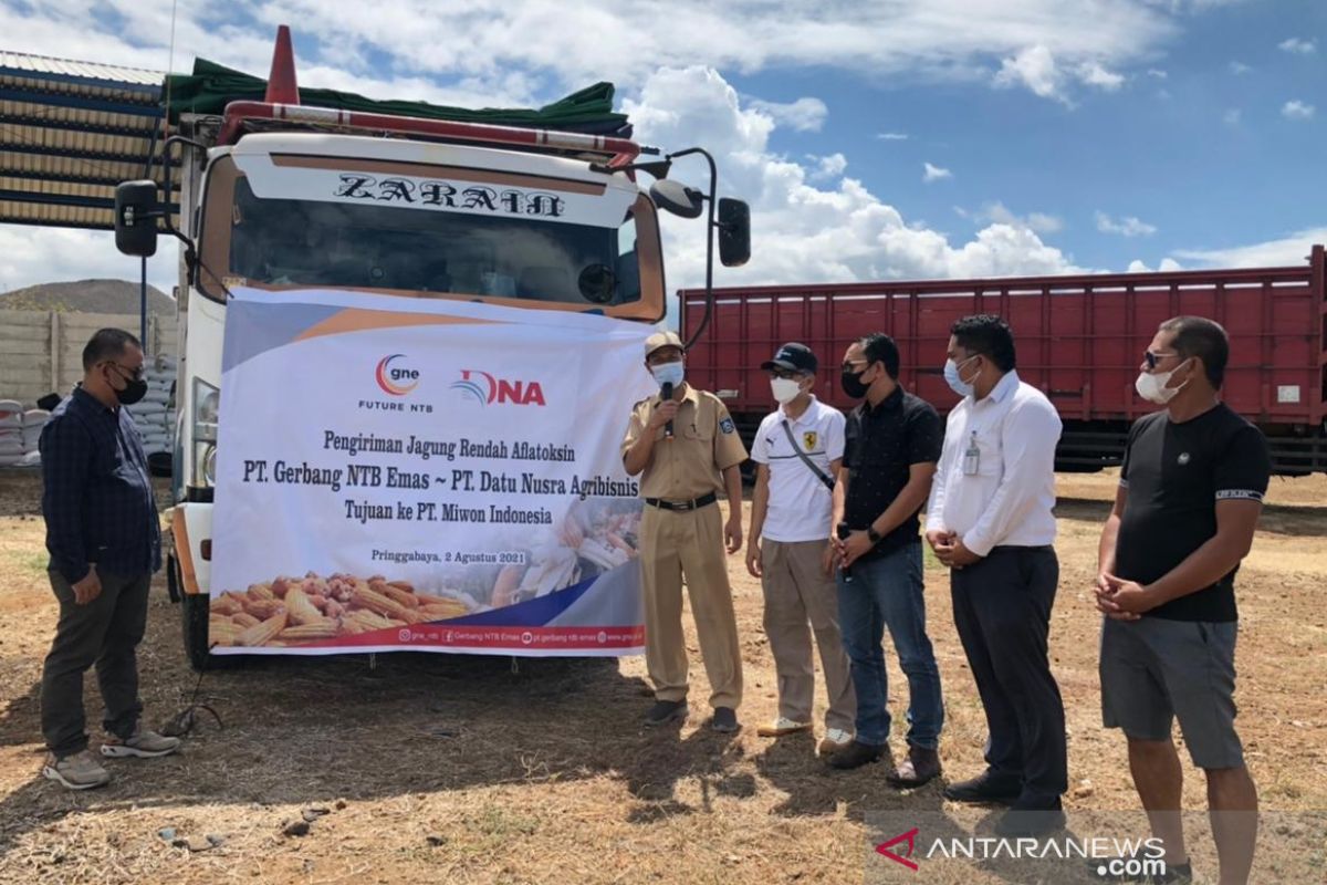 BUMD NTB kirimkan 220 ton jagung ke Miwon Indonesia
