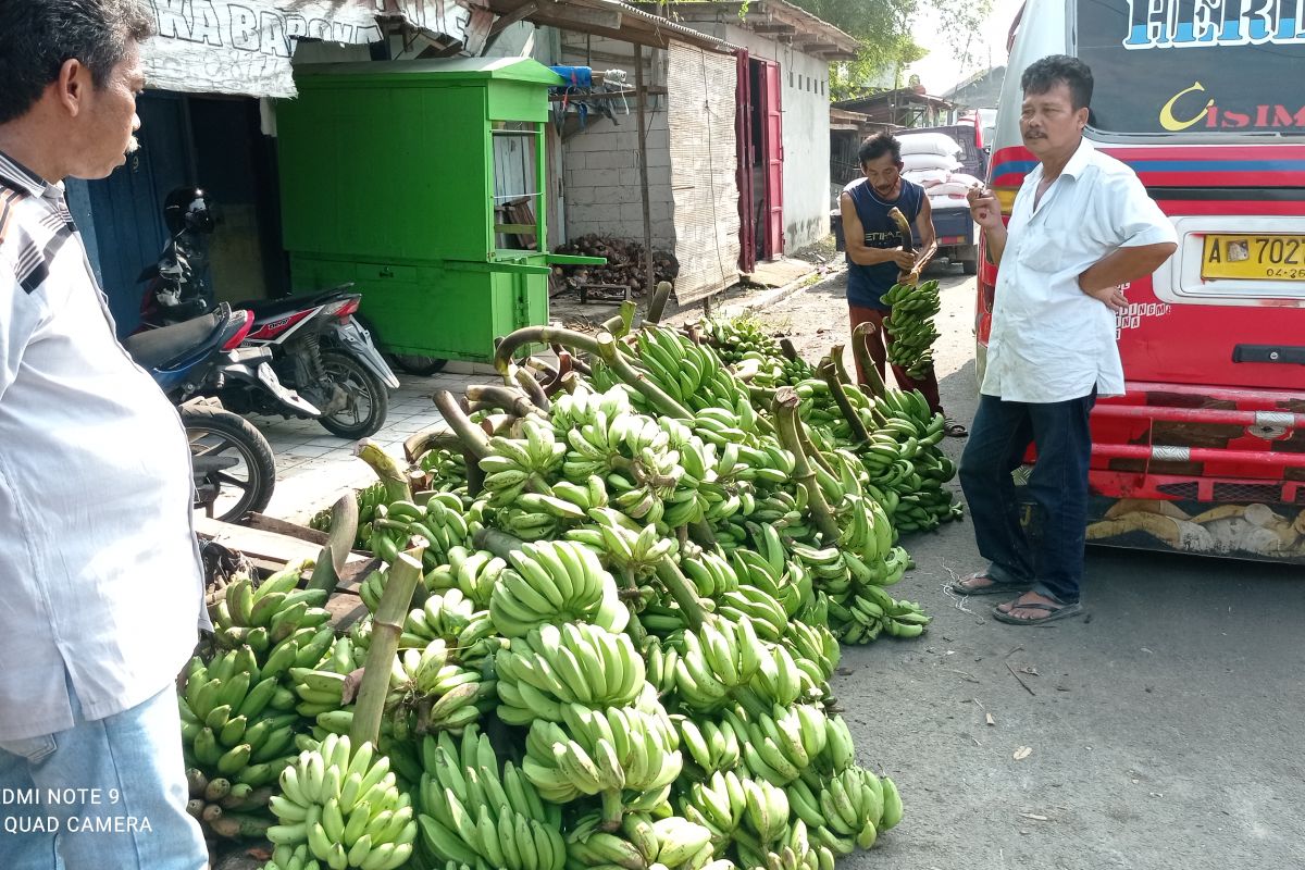 Omzet pedagang pisang  di Lebak naik di tengah pandemi COVID-19