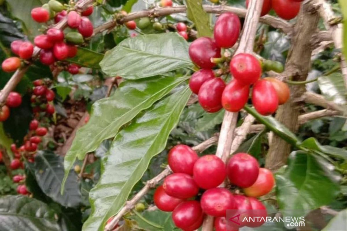 Pemerintah Aceh komit kembangkan kopi arabica Gayo