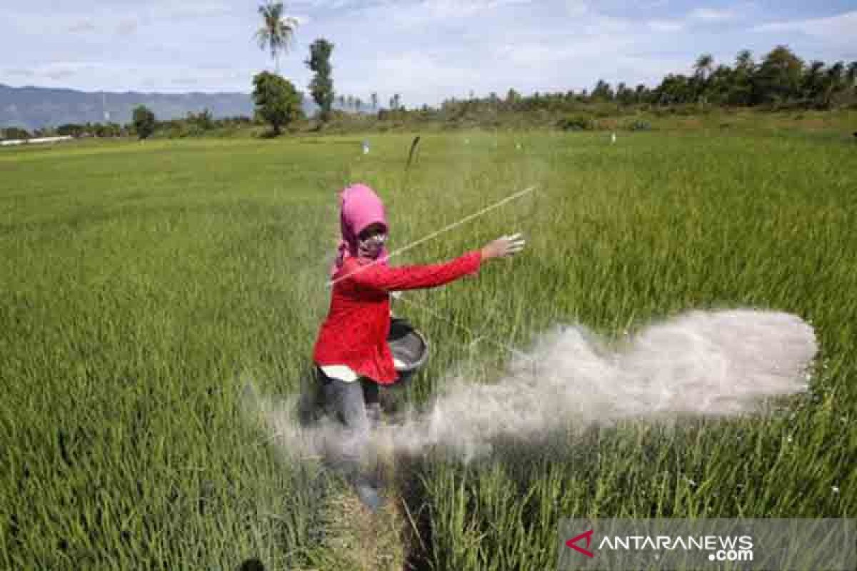 Petani Kota Bengkulu keluhkan kelangkaan pupuk subsidi