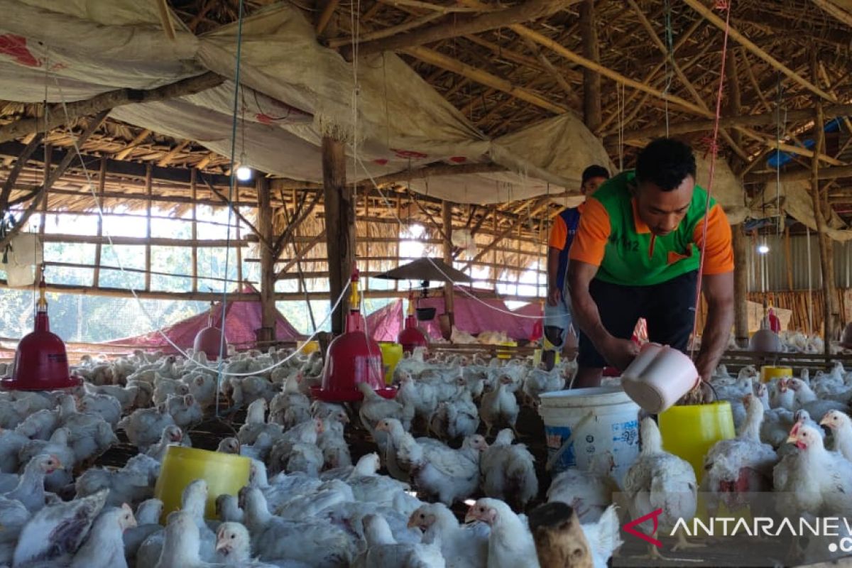 Lapas Atambua libatkan 20 warga binaan usaha pertanian dan peternakan
