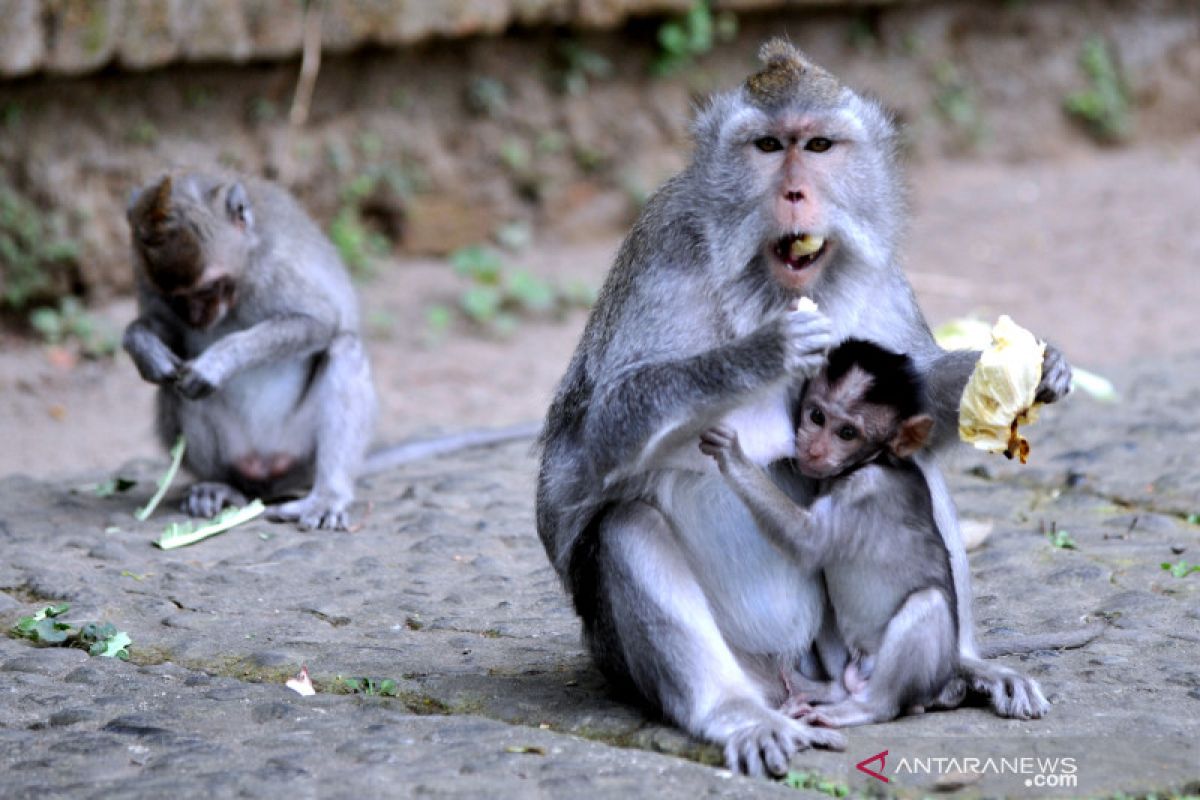 GSK, CureVac klaim vaksin COVID-19 buatannya pada monyet menjanjikan
