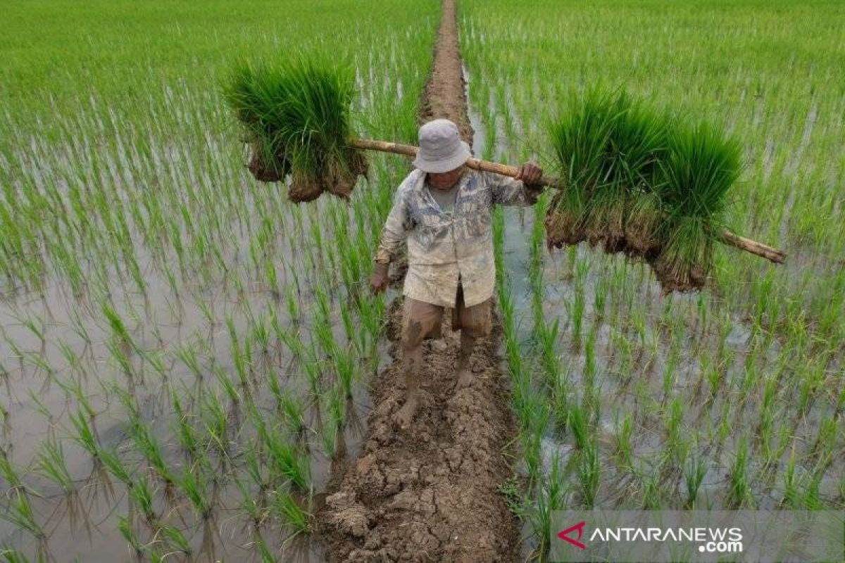 Pemkab Simeulue pastikan persediaan pangan aman selama PPKM