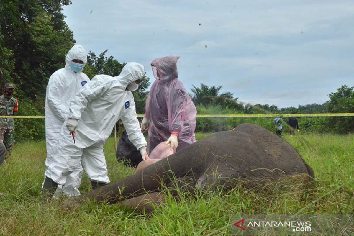 Seekor gajah ditemukan tergolek tanpa kepala, pelaku diburu