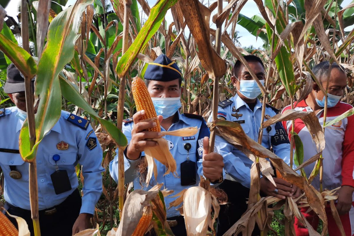 Dukung ketahanan pangan, Lapas Lubukbasung panen jagung