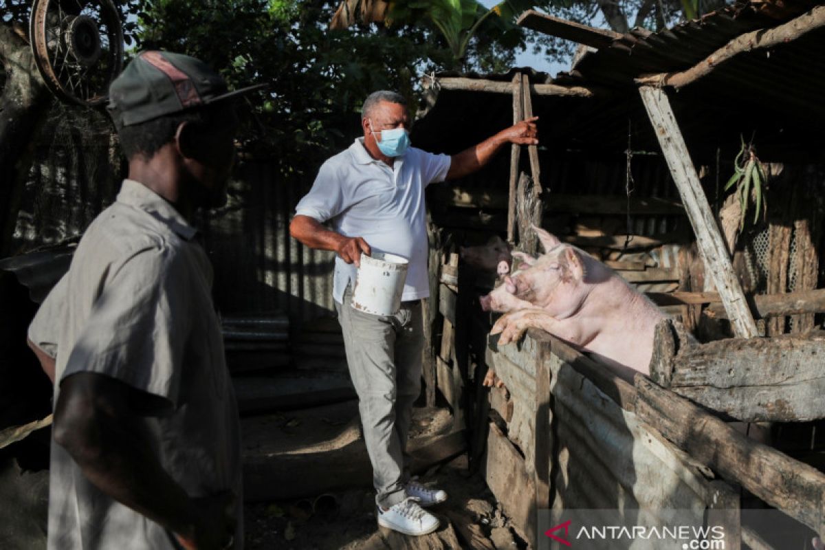 Dominika dilanda demam babi
