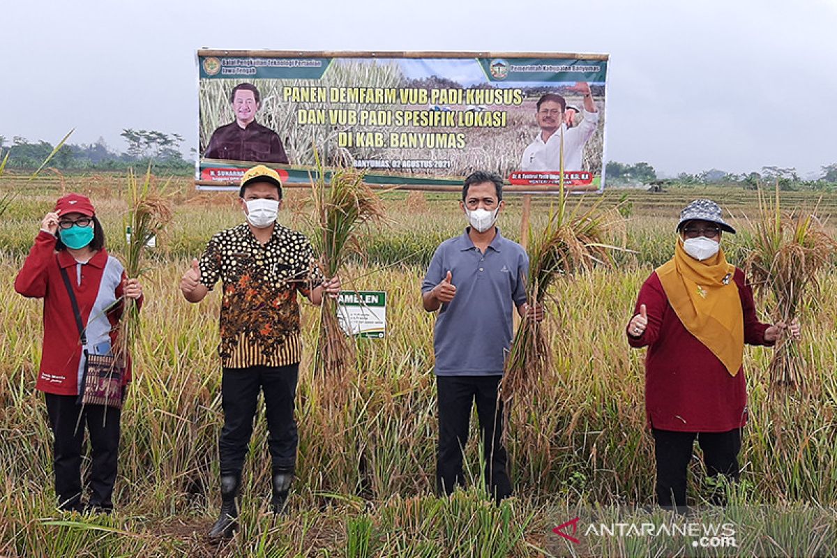 Padi varietas unggul tingkatkan kesejahteraan petani