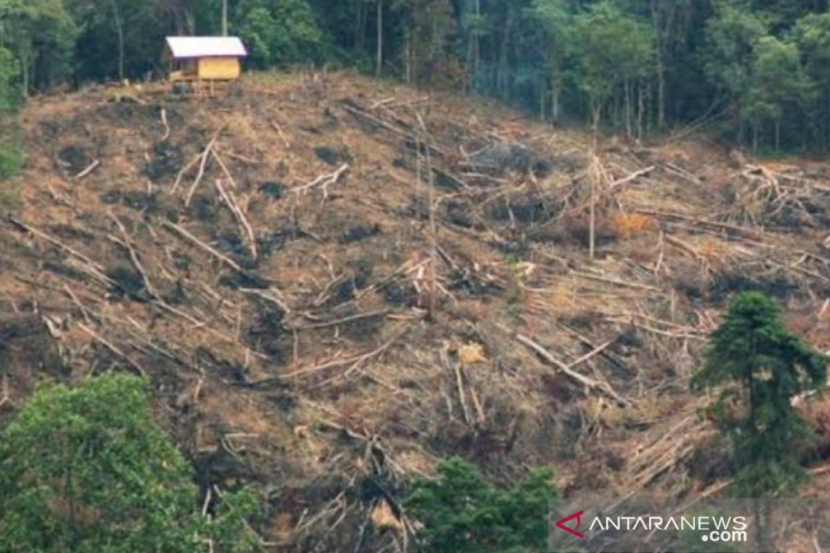 Anggota DPRD Kabupaten Soppeng ditetapkan tersangka pembalakan hutan