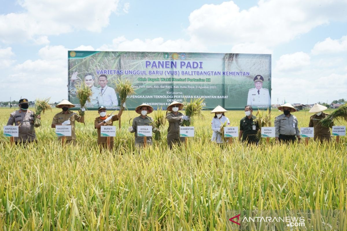 Panen di Kubu Raya, Wamentan harapkan petani milenial terus tumbuh