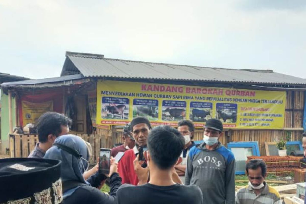 Pedagang sapi kurban Bima di Depok tertipu hingga rugi Rp1,4 miliar